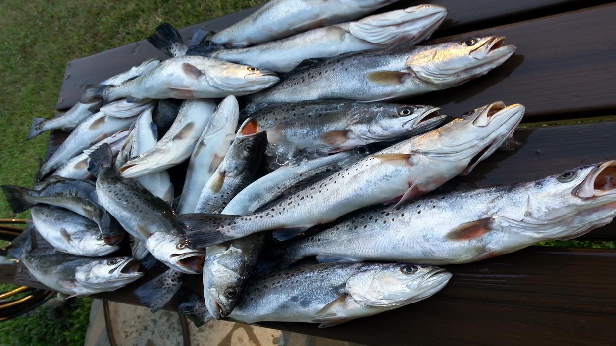 Island Lure Charters Portfolio Image